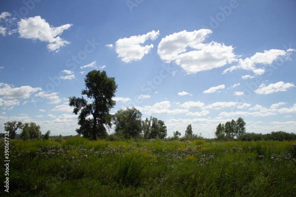 Fototapeta summer field landscape with clouds 