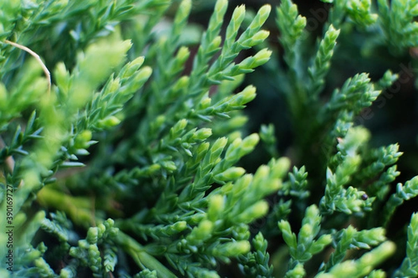 Fototapeta Artistic detail of evergreen cypress twigs in green garden hedge. Chamaecyparis. Close-up of beautiful fresh thuja sprigs in contrast with blurry dry branch in background. Abstract natural decoration.