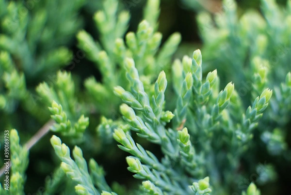 Fototapeta Artistic detail of evergreen cypress twigs in green garden hedge. Chamaecyparis. Close-up of beautiful fresh thuja sprigs in contrast with blurry dry branch in background. Abstract natural decoration.