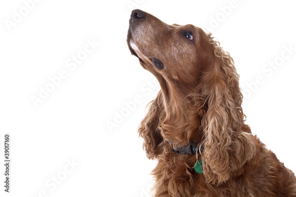 Obraz Cocker Spaniel