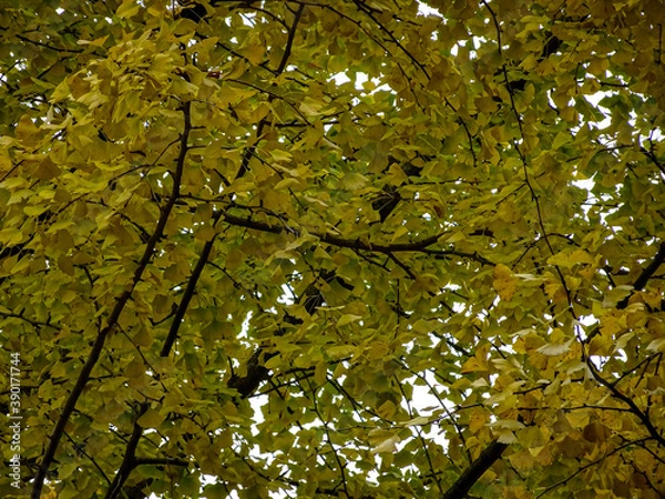 Obraz ginkgo trees in Japan 