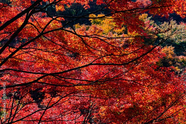 Obraz red maple in Japan 
