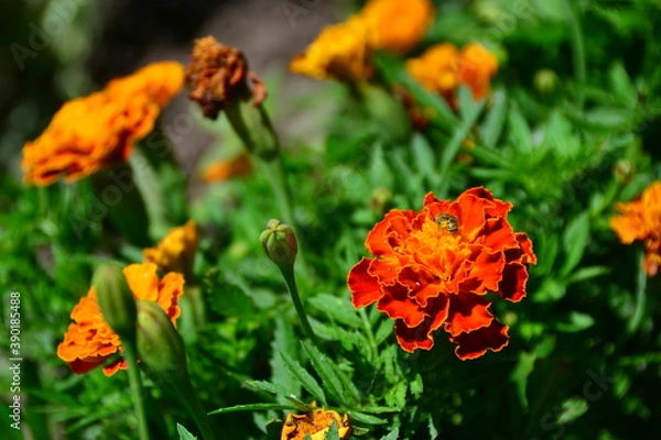 Fototapeta Marigold Tagetes erecta