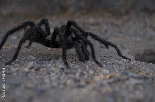 Fototapeta 
Tarantula
