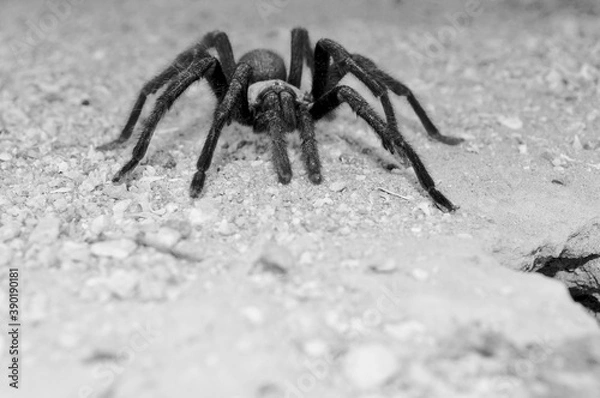 Fototapeta 
Tarantula
