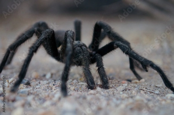 Fototapeta 
Tarantula