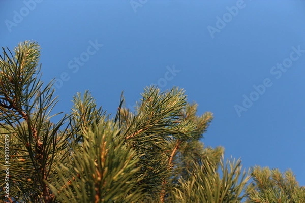 Obraz pine branches against sky