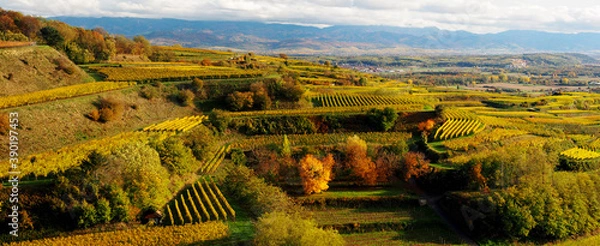 Fototapeta OLYMPUS DIGITAL CAMERA