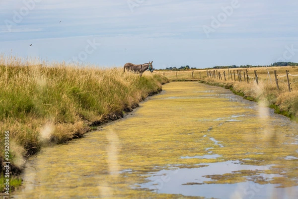 Fototapeta Noirmoutier couleur 42