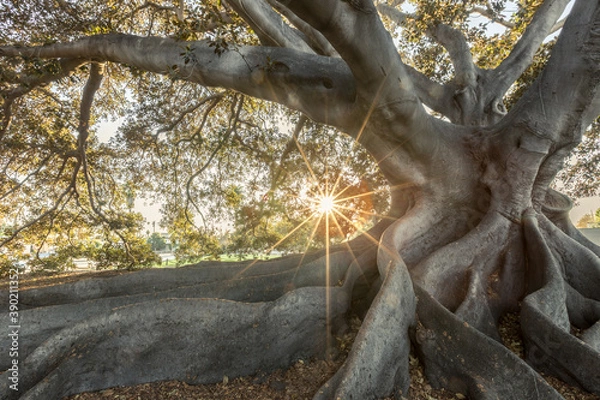 Obraz Giant Fig Tree, Santa Barbara
