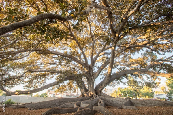 Obraz Giant Fig Tree, Santa Barbara