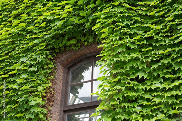 Fototapeta アイビーと窓
