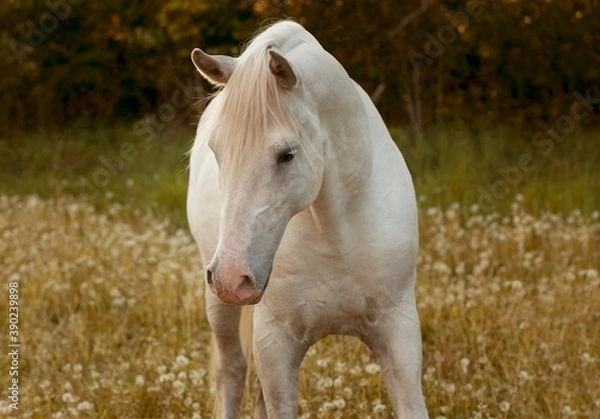 Fototapeta the most beautiful white Arabian horse shows his temperament and beauty on summer sunset on dreamy dandelion meadow in golden hour