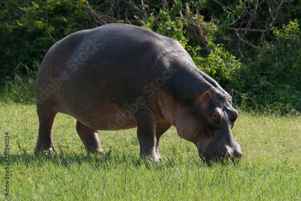 Obraz Grazing Hippopotamus in a meadow