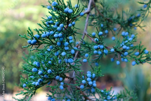 Fototapeta Juniperus virginiana (virginian juniper) or Eastern Red Cedar Tree foliage and seeds. Blue berries of virginian juniper. Blur lights and bokeh effect