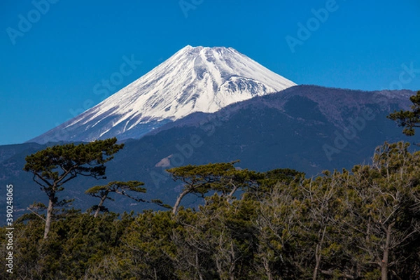 Fototapeta 千本松原からの富士山