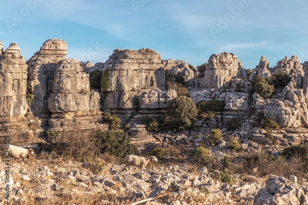 Fototapeta Ovejas en el Torcal de Antequera, Málaga.