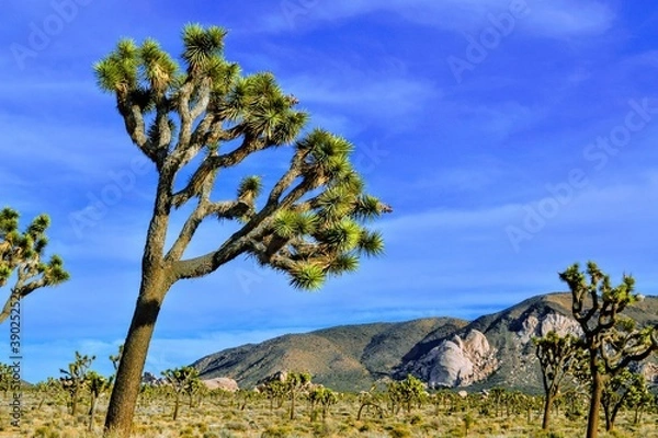 Obraz Joshua Tree
