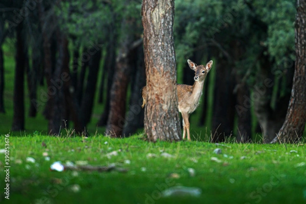 Fototapeta Young deer