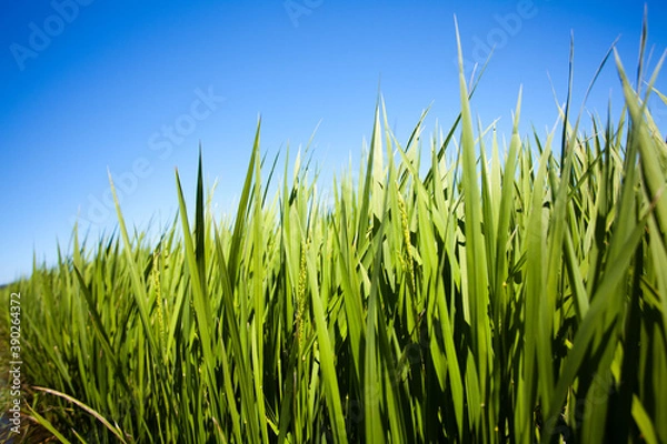 Fototapeta 田んぼ