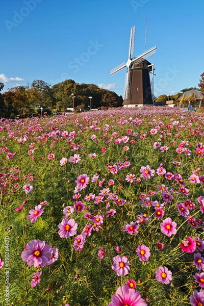 Fototapeta 大阪 鶴見緑地の風車とコスモス（花博記念公園）	
