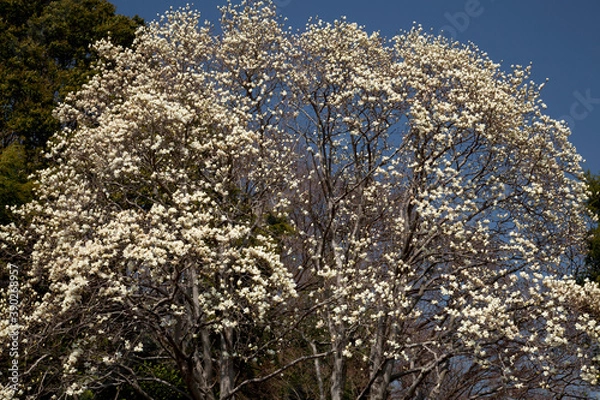 Fototapeta ハクモクレン