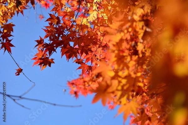 Obraz もみじと青空