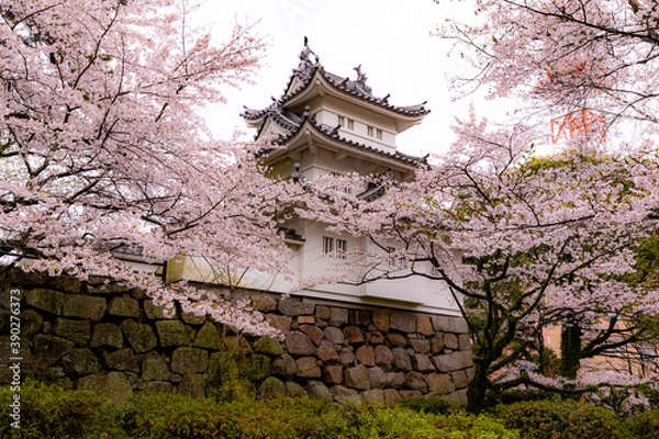 Obraz 桜と津城