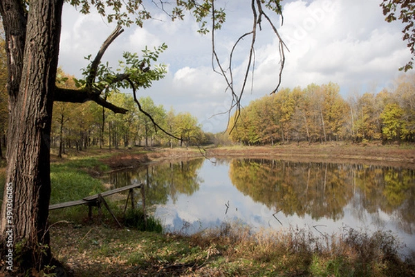 Obraz Lake in the forest