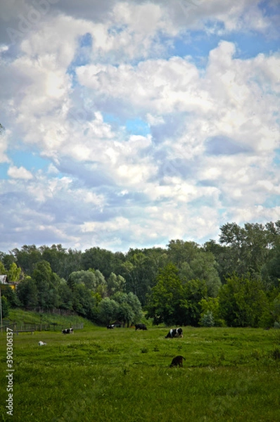 Obraz landscape with cows