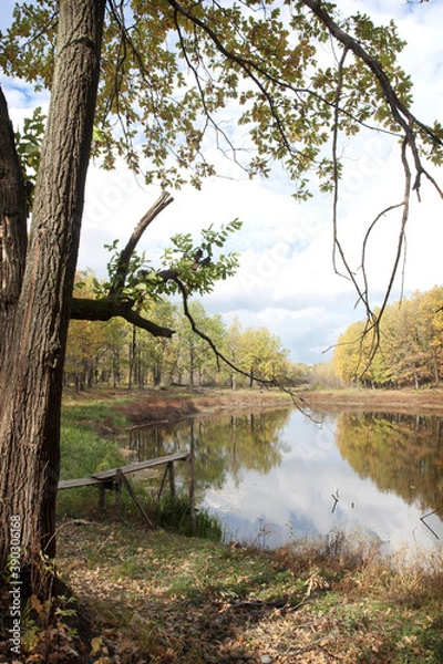 Obraz river in the forest