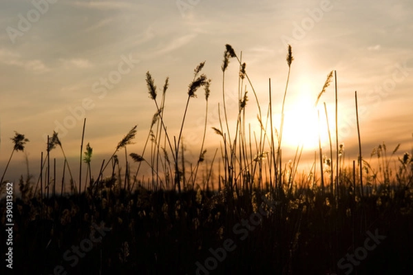 Obraz Sunset in the grass