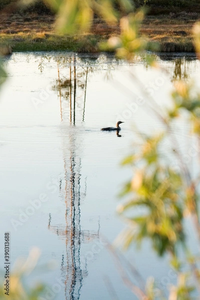Obraz озеро, утка.