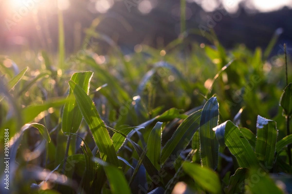 Obraz grass in the evening garden