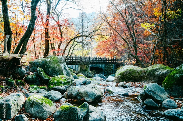 Fototapeta 소백산
