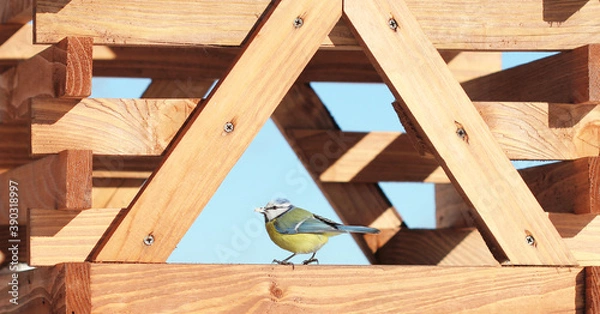 Fototapeta the bird sits on a wooden feeder outdoors