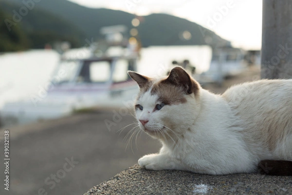 Fototapeta 漁港に佇む猫