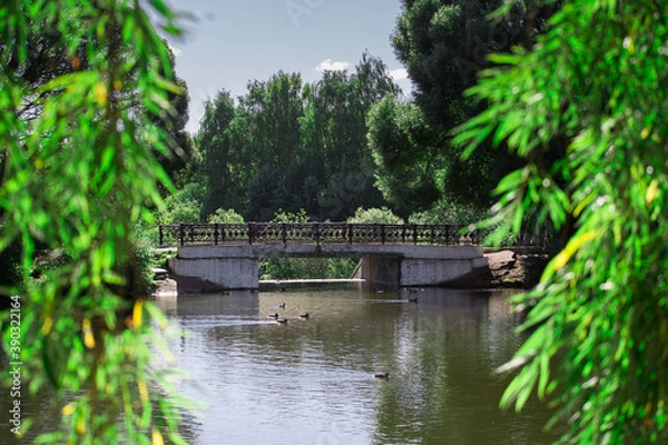 Obraz River. Bridge. Willow.