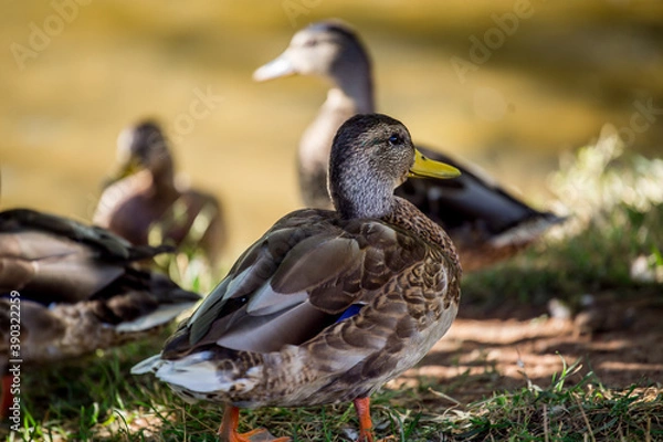 Obraz Duck.