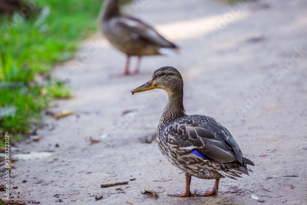 Obraz Duck.
