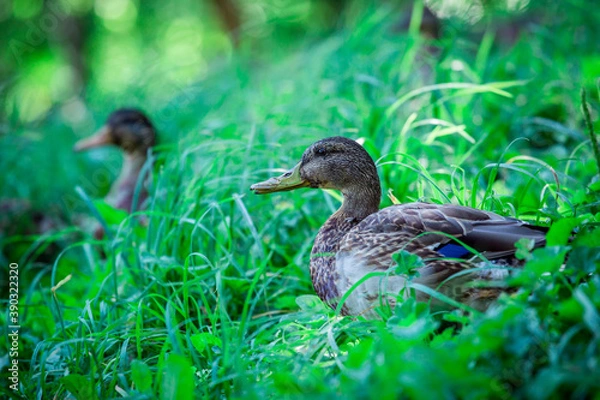 Obraz Duck.