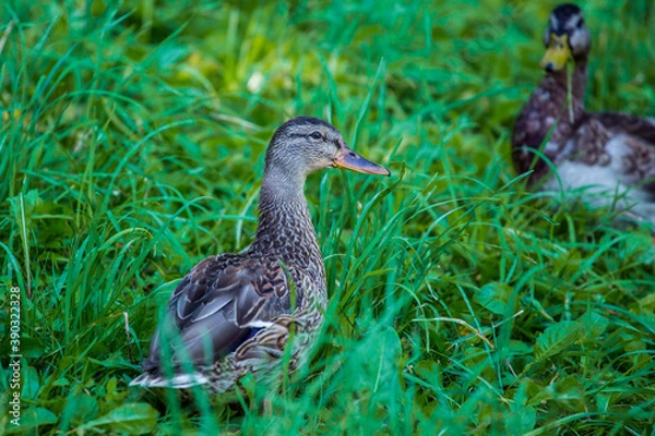 Obraz Duck.