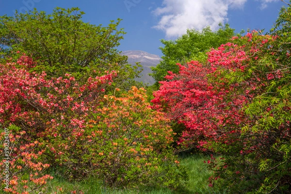 Fototapeta 八幡高原　ヤマツツジ