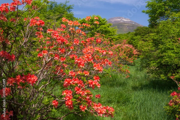 Fototapeta 八幡高原　レンゲツツジ