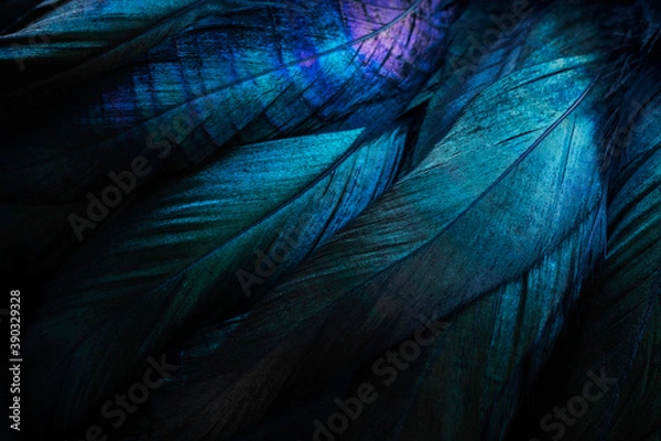 Fototapeta Stylish dark feather texture background 