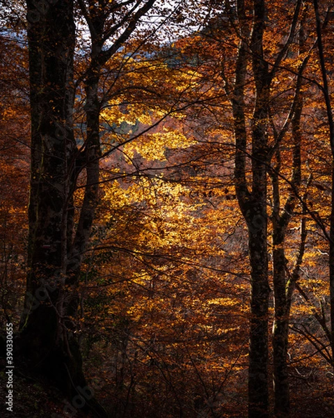 Fototapeta Ambiance automnale forêt Pyrénées feuillage orange