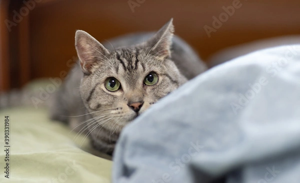 Obraz 猫と暮らす　サバトラ猫