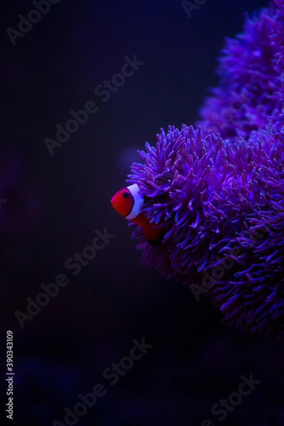 Obraz coral, nemo, travel, sea, fish, 