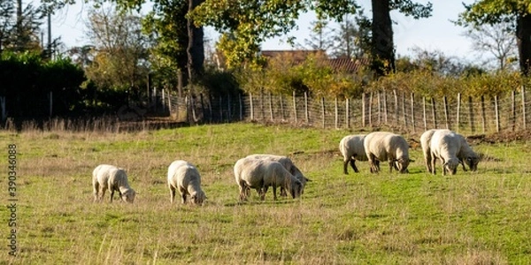 Fototapeta group of sheeps in pasture