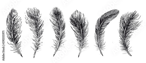Fototapeta Feathers set on white background. Hand drawn sketch style.	